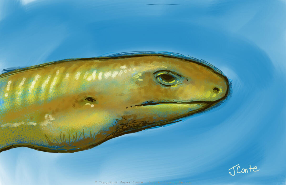 Drawing of a Glass Lizard